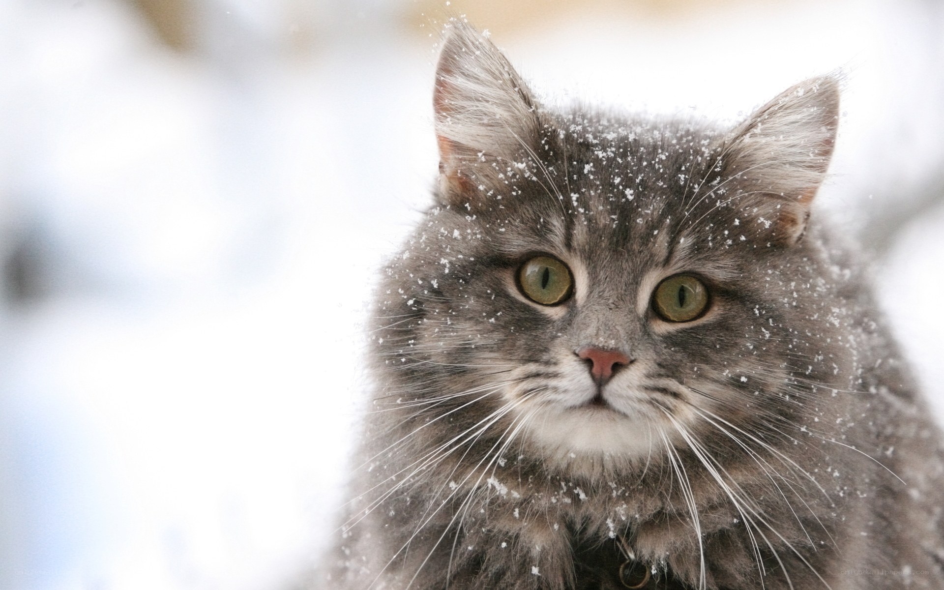 cat in the snow