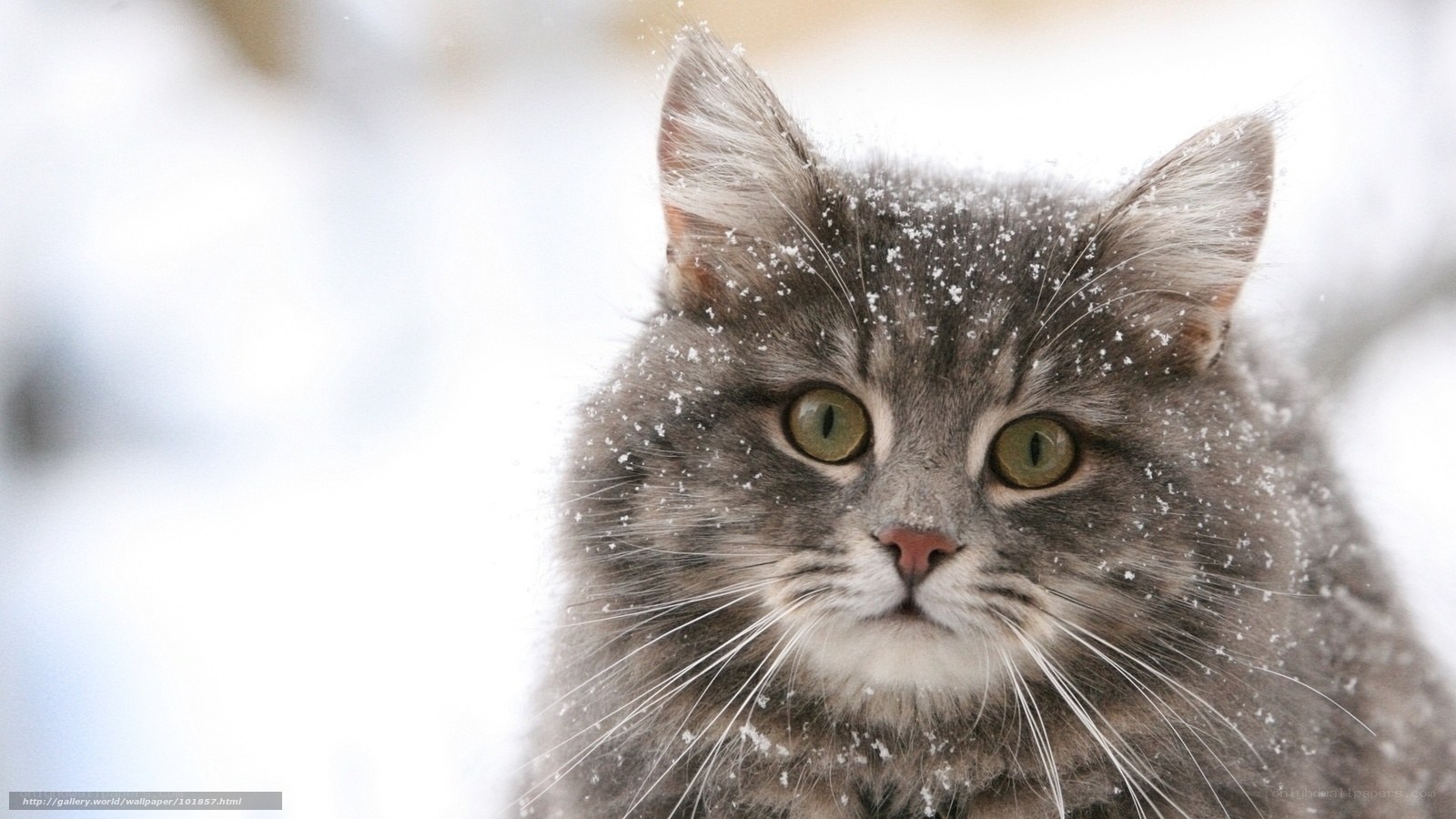 cat in the snow