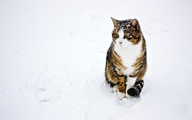 cat in the snow