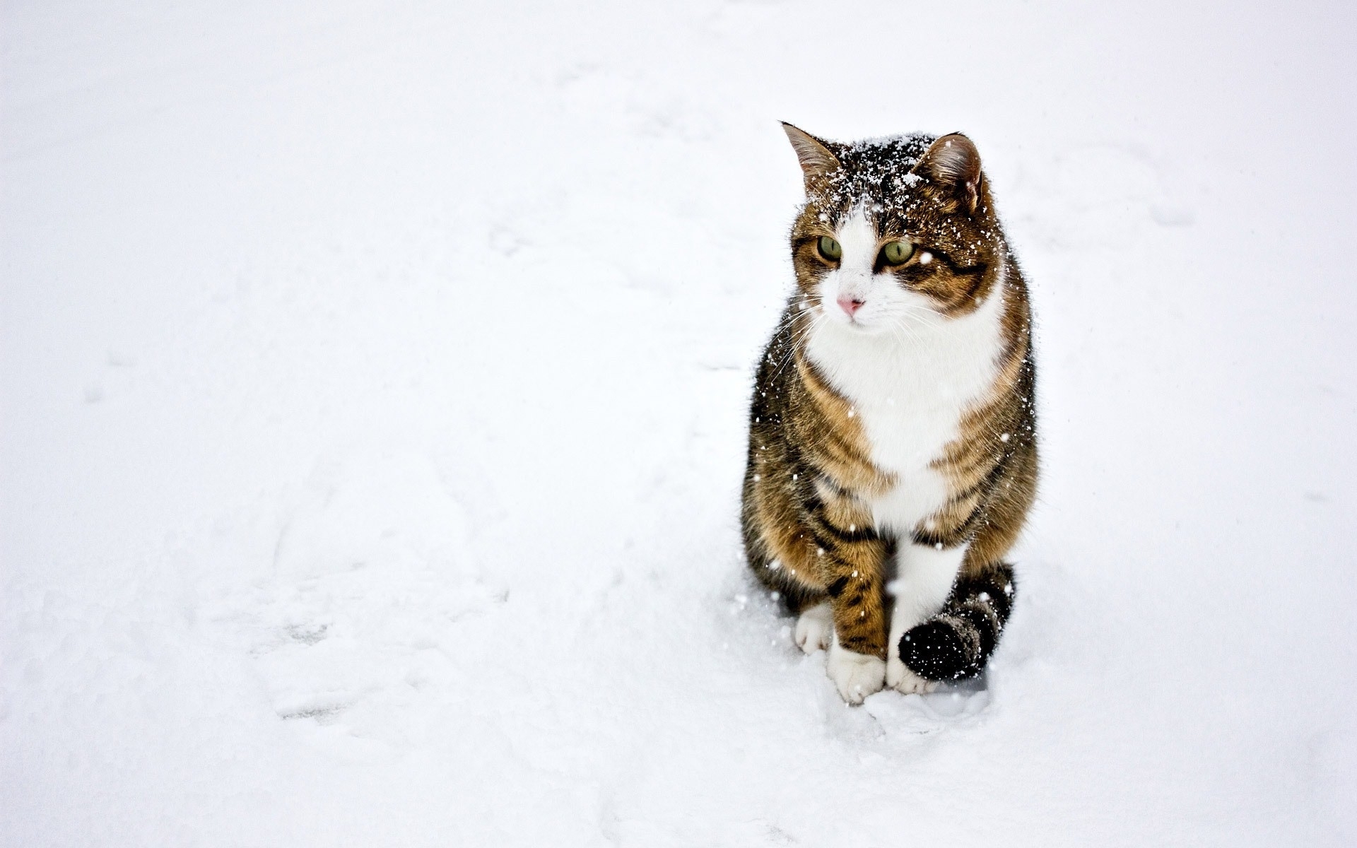 cat in the snow