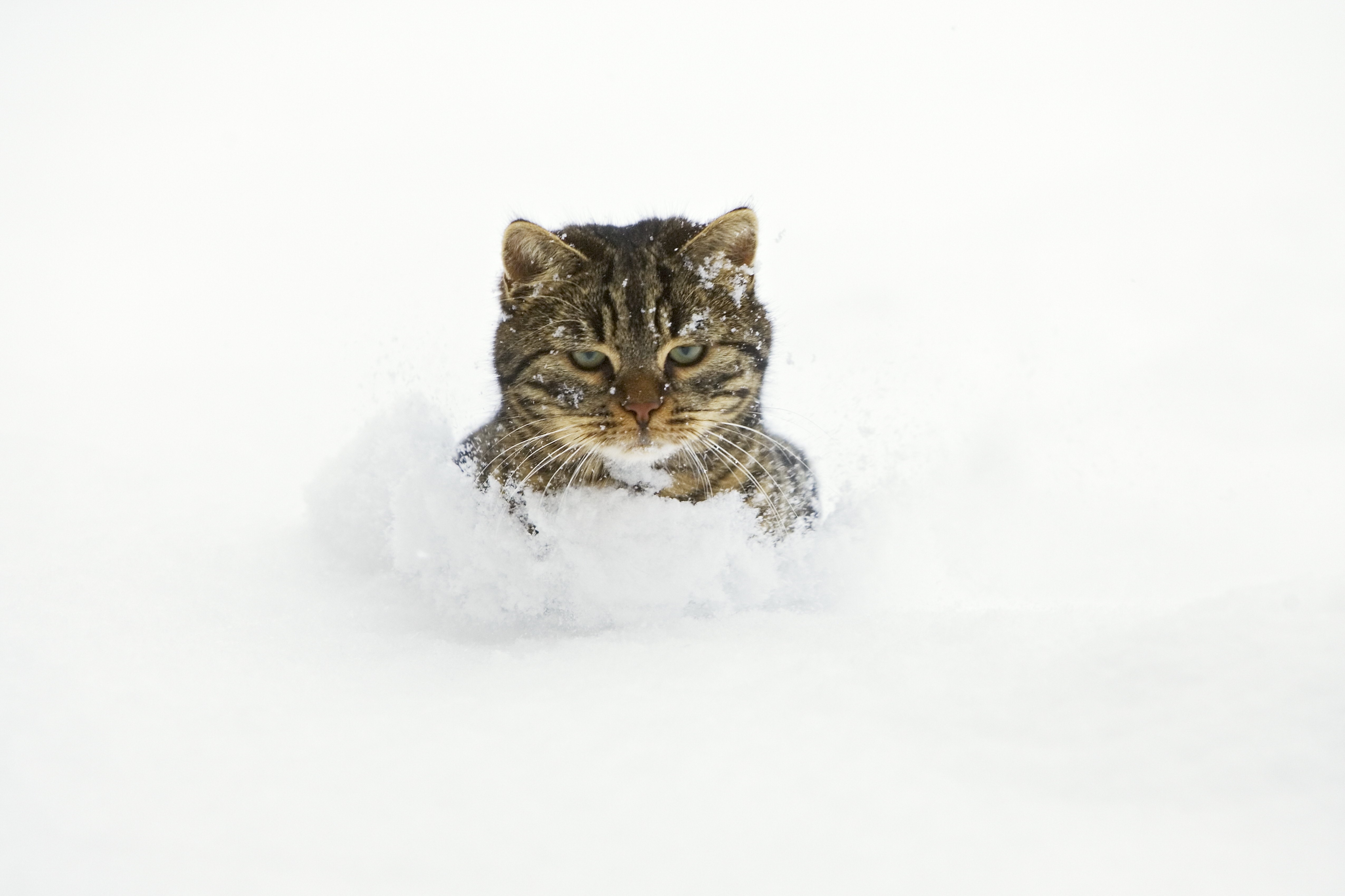 cat in the snow