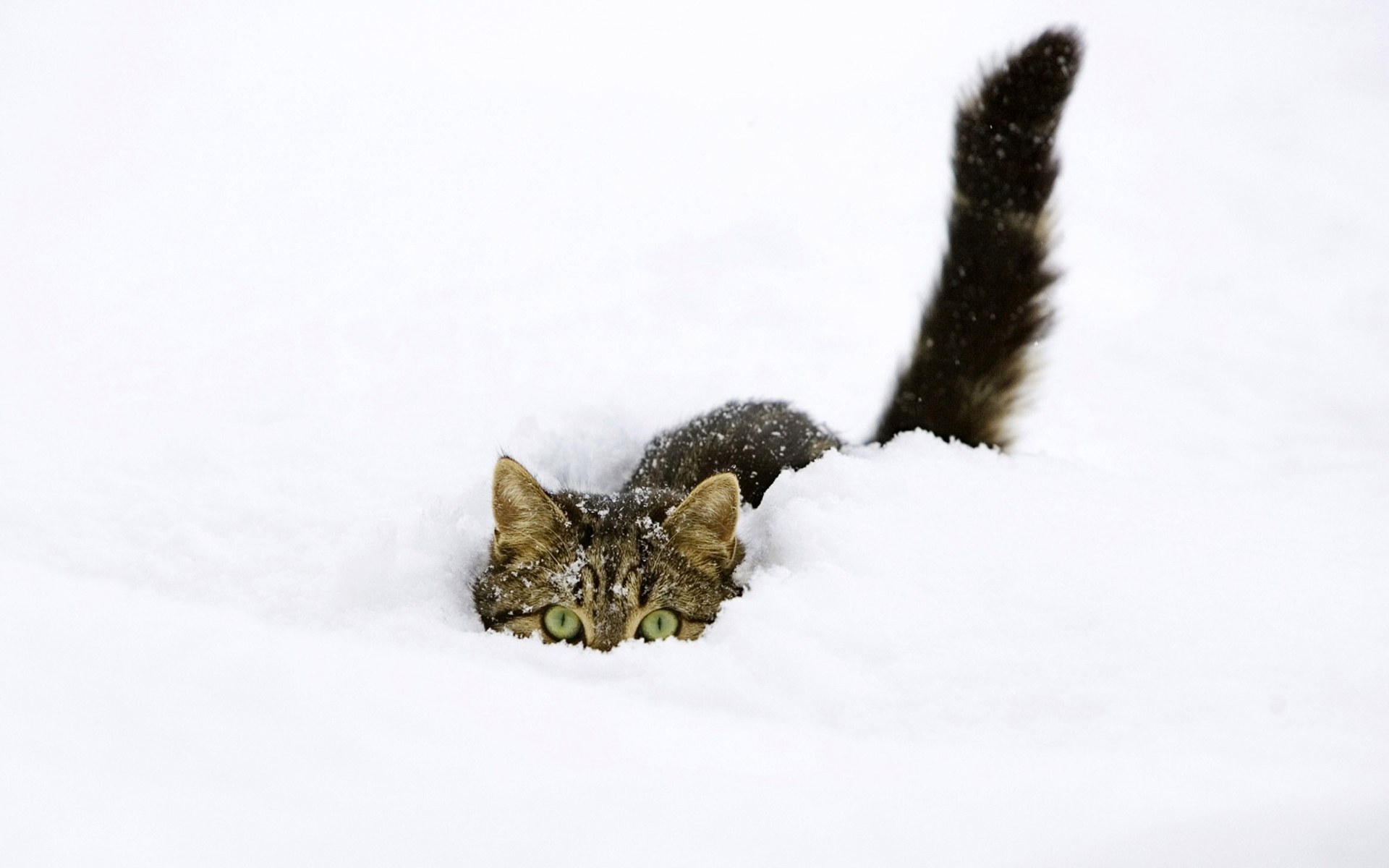 cat in the snow
