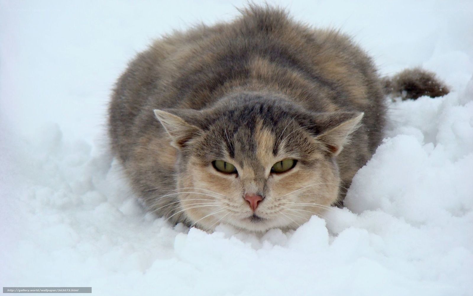 cat in the snow