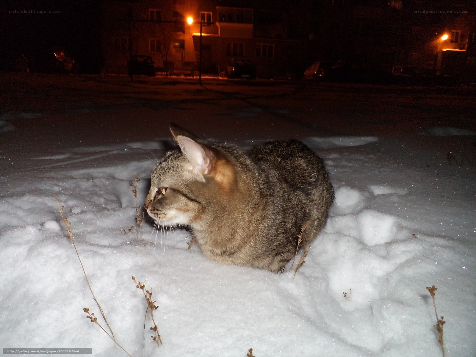 Cat in the snow at night