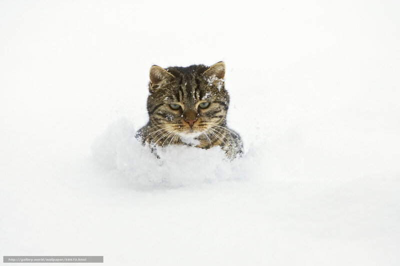cat in the snow