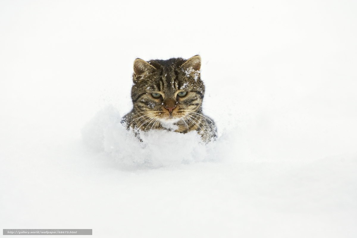 cat in the snow