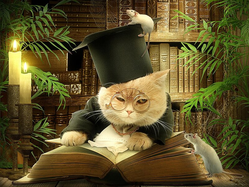 Cat in Top Hat Reading Book