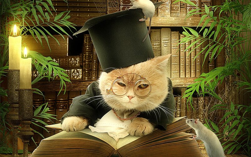 Cat in Top Hat Reading — Brown