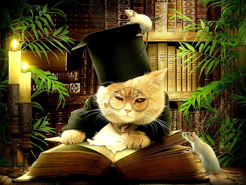 Cat in Top Hat Reading