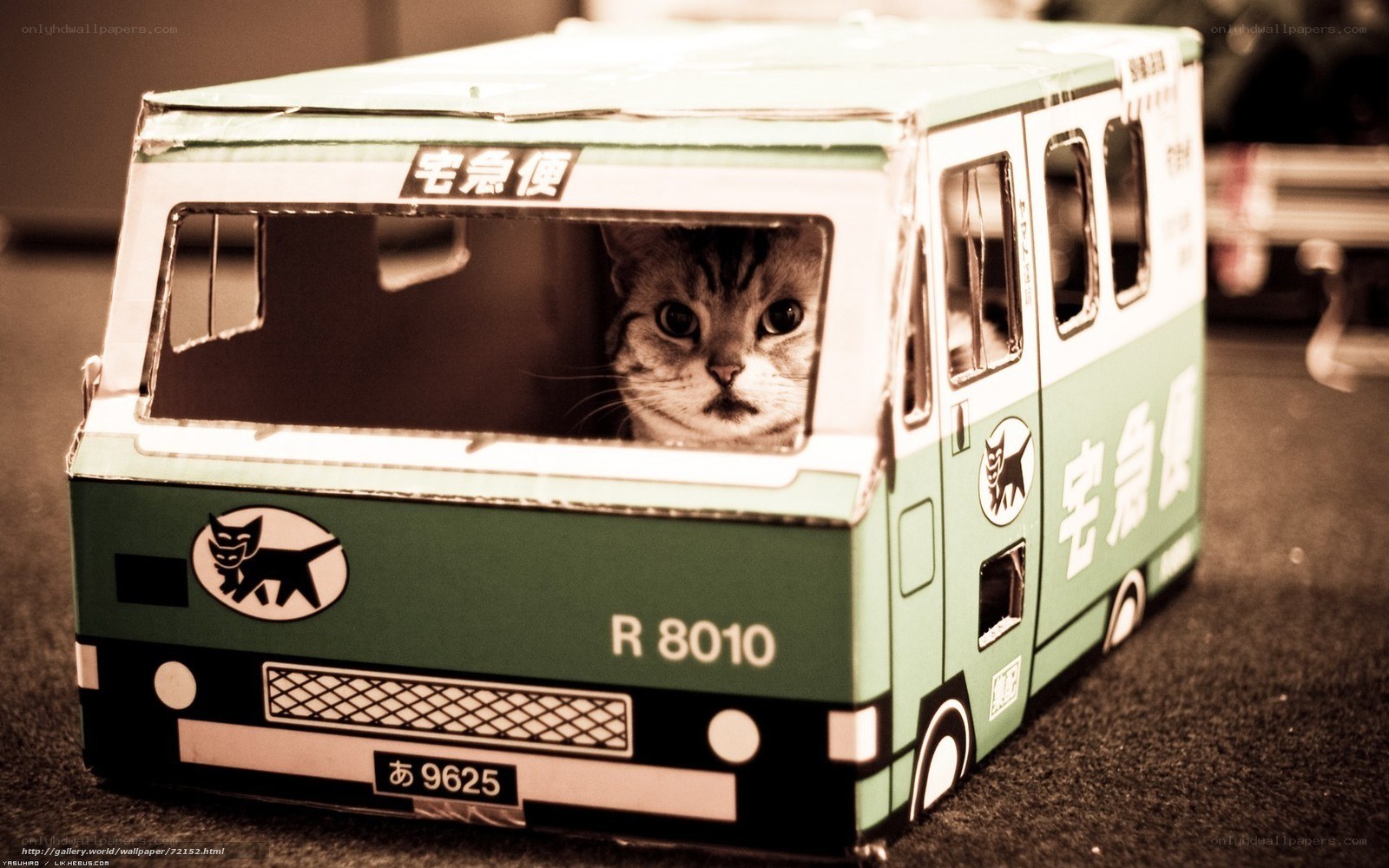cat in toy bus