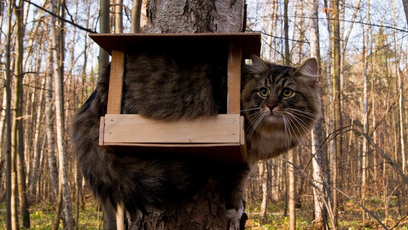 cat in tree house