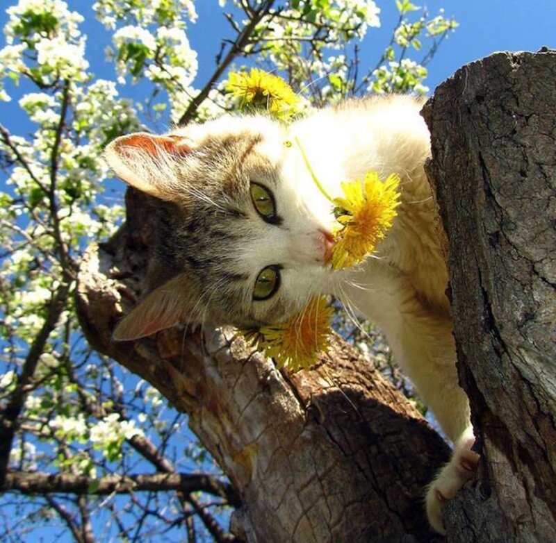Cat in Tree with Flowers