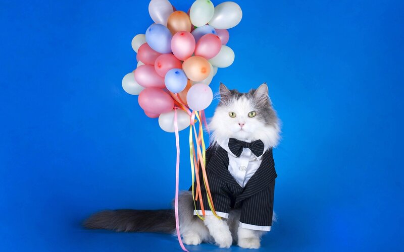 Cat in Tuxedo Suit
