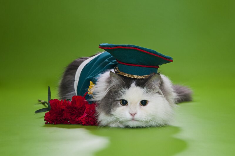 Cat in Uniform — Green