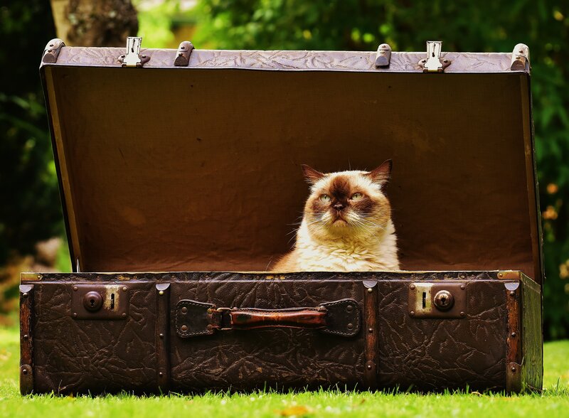 cat in vintage suitcase
