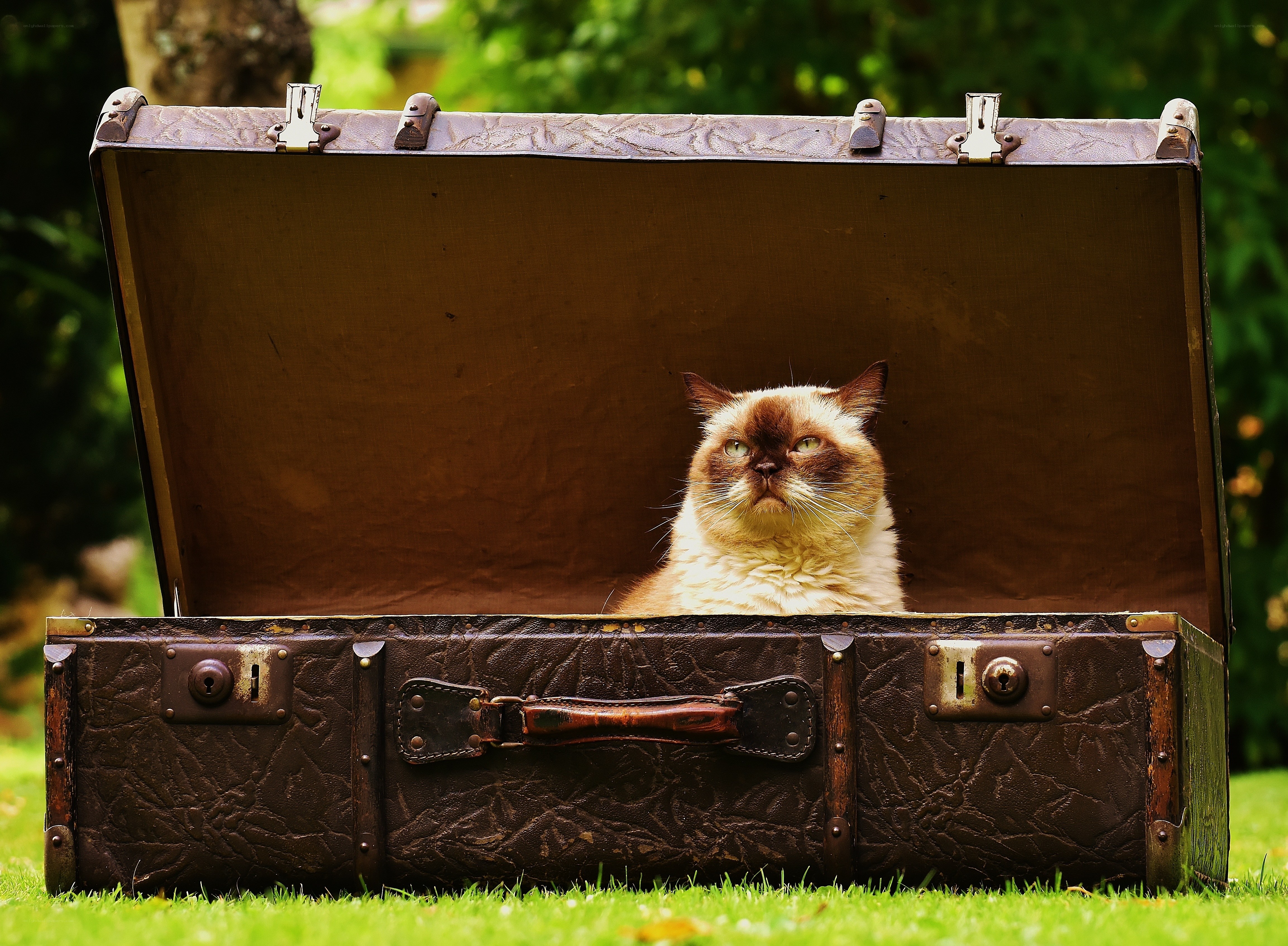 cat in vintage suitcase