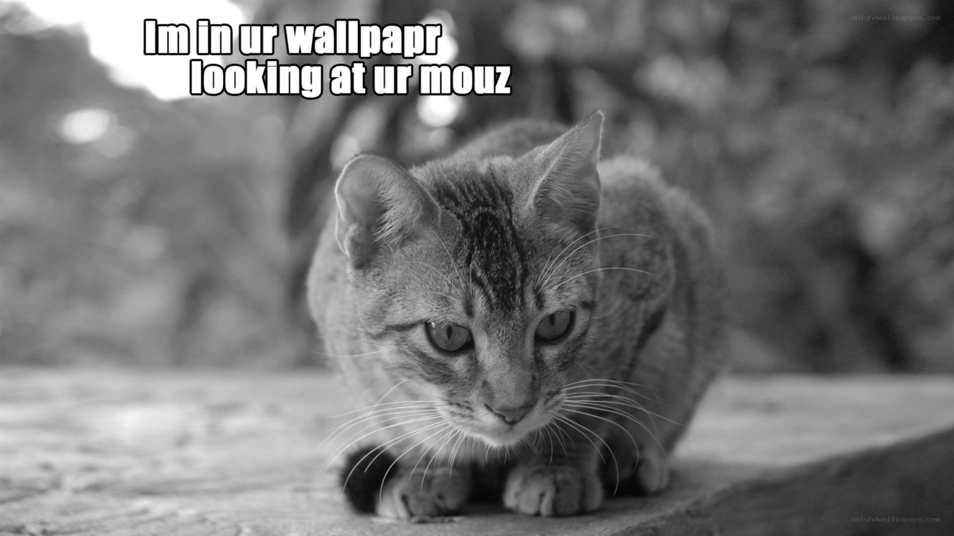 cat in wallpaper looking at you