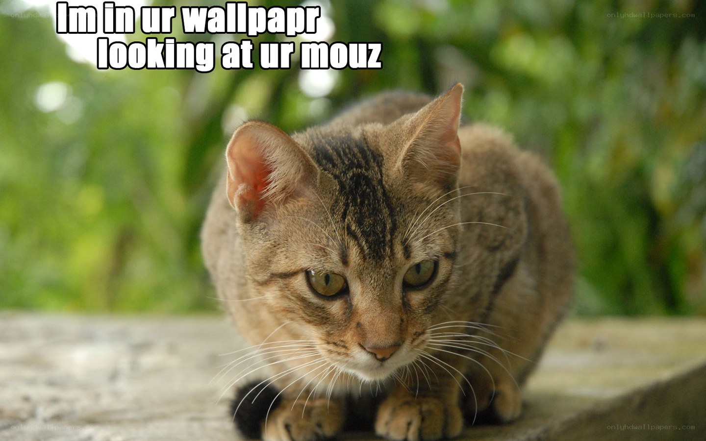 cat in wallpaper looking at you