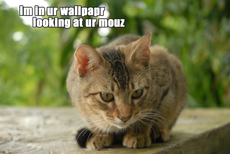 cat in wallpaper meme