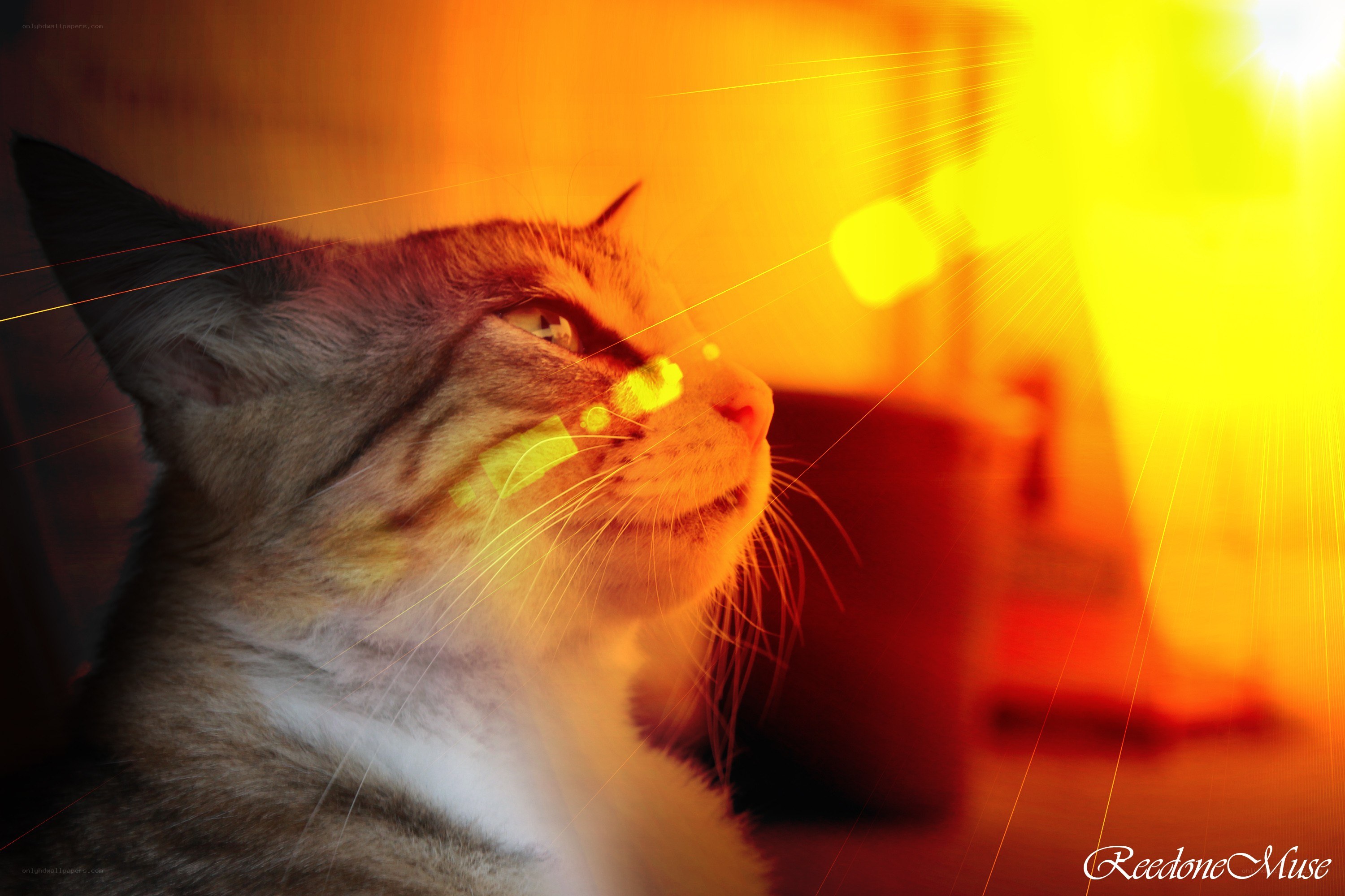 cat in warm light
