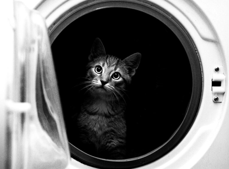 cat in washing machine
