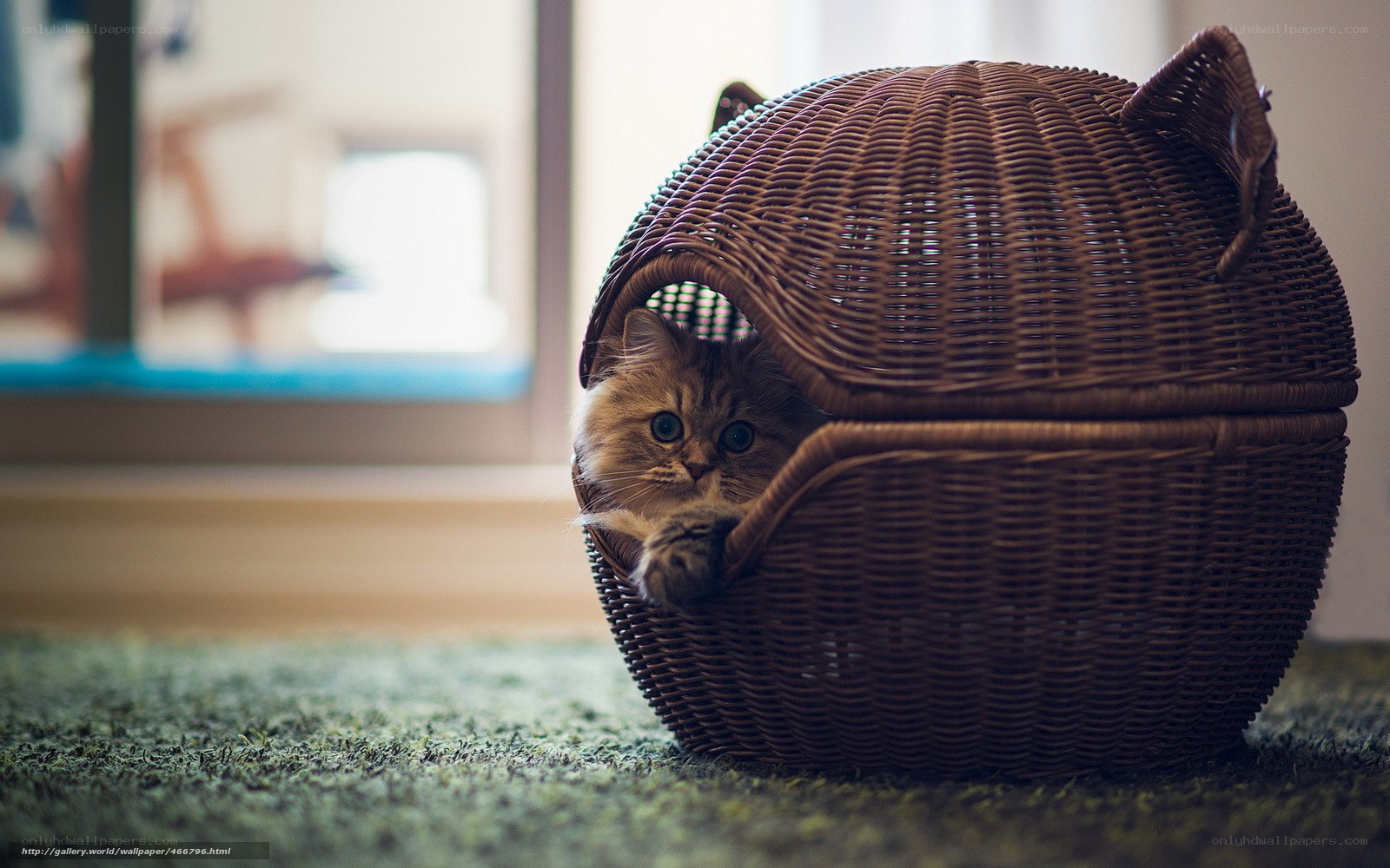 cat in wicker basket