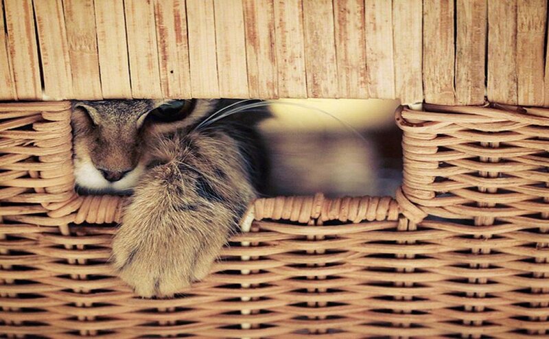 Cat in Wicker Basket — Brown