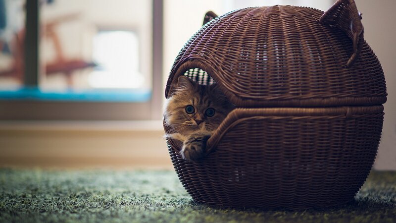 cat in wicker basket