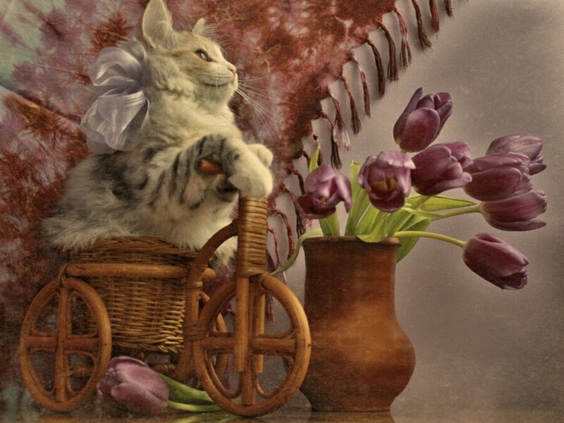 Cat in Wicker Cart