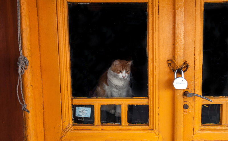 Cat in Window — Orange