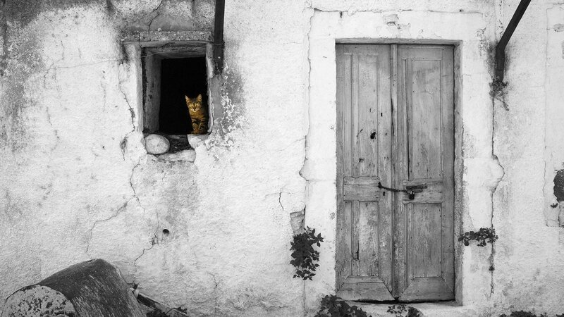 Cat in Window