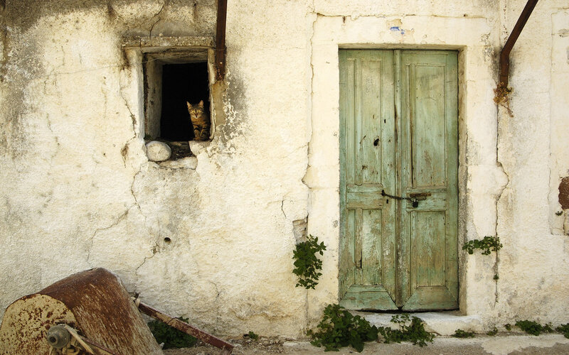 Cat in Window — White, Quiet, Afternoon, Photograph