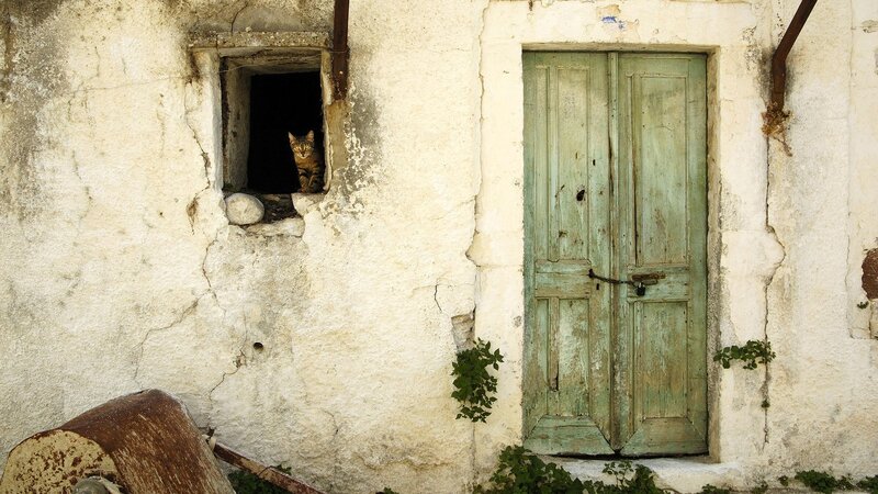 Cat in Window — White, Quiet