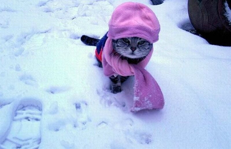 Cat in Winter Clothes