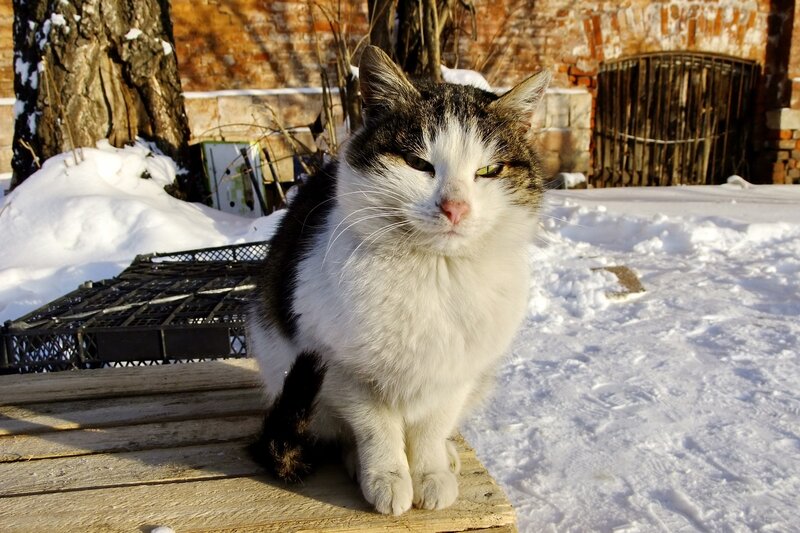 cat in winter snow