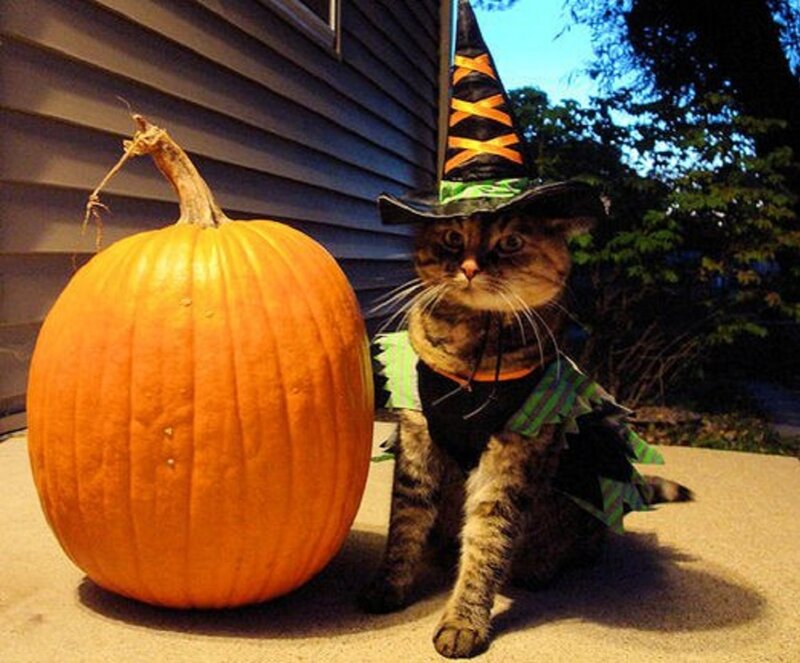 Cat in Witch Costume — Orange