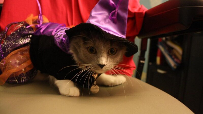 Cat in Witch Costume — Purple, Playful