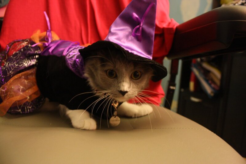 Cat in Witch Costume — Purple