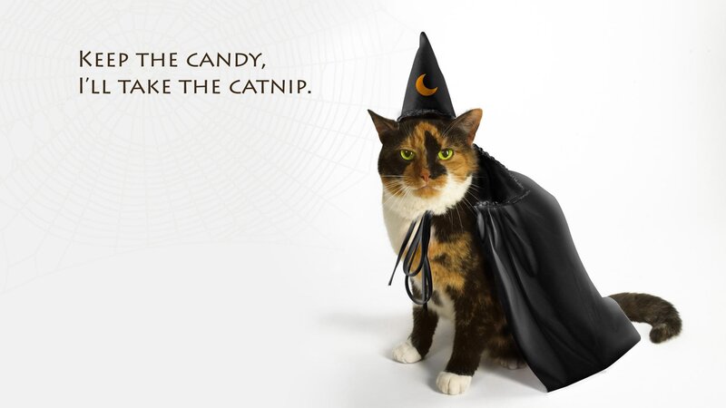 cat in witch costume