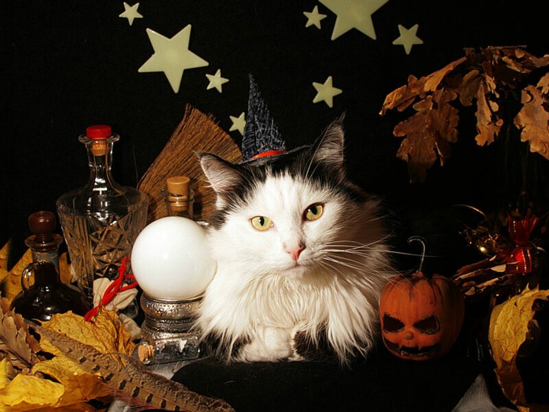 Cat in Witch Hat — Black, Spooky