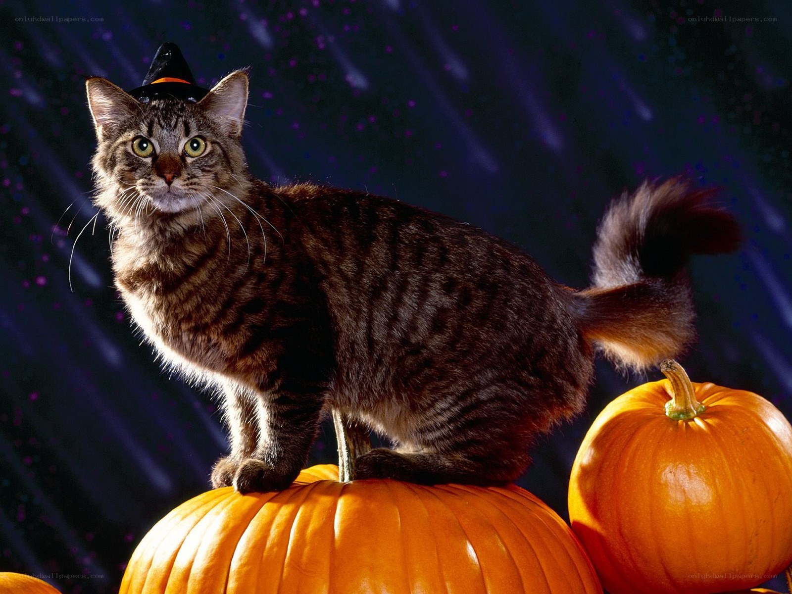 cat in witch hat on pumpkins