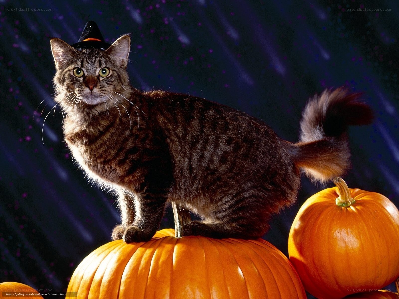 cat in witch hat on pumpkins