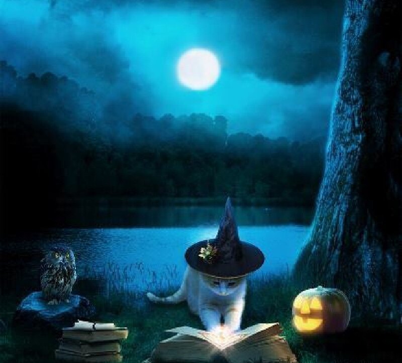 Cat in Witch Hat