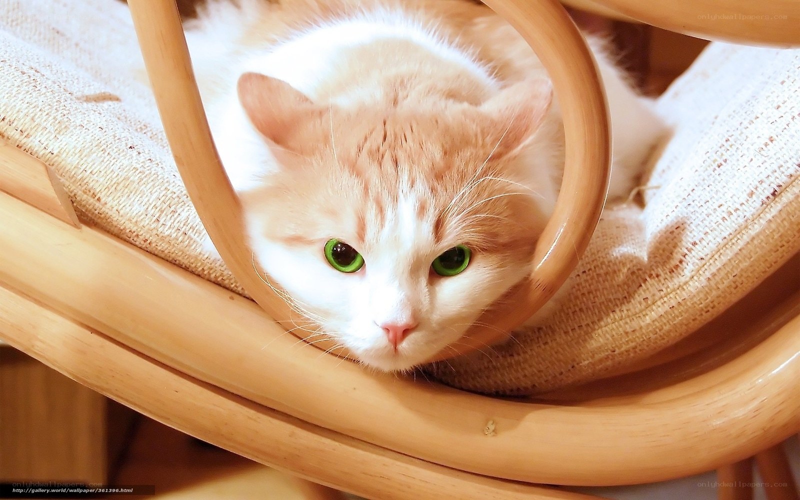 cat in wooden chair