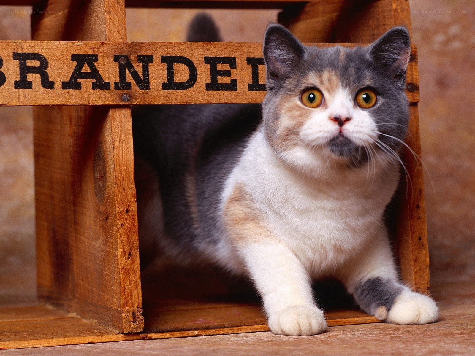 cat in wooden crate