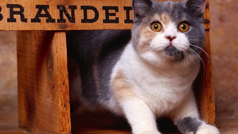cat in wooden crate