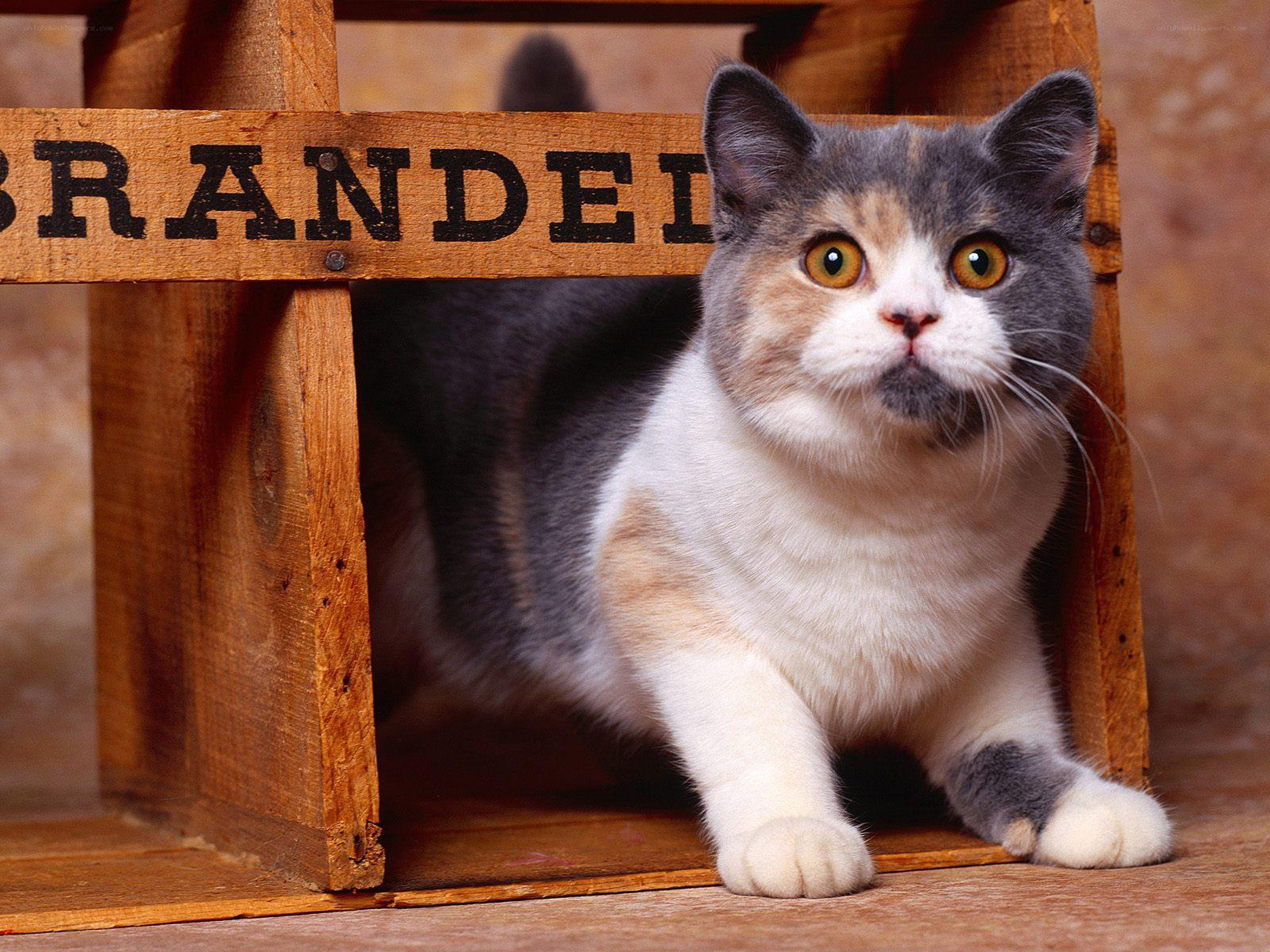 cat in wooden crate