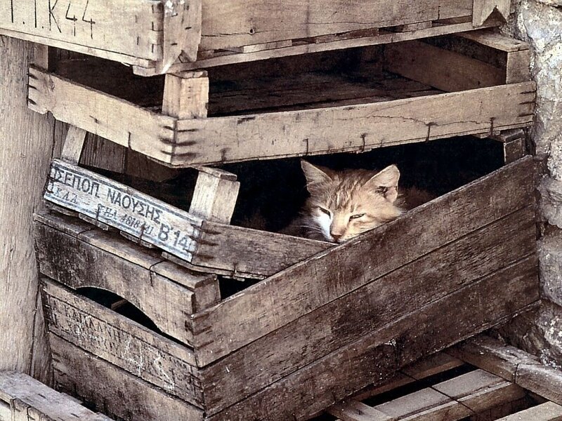 Cat in Wooden Crate — Brown, Calm
