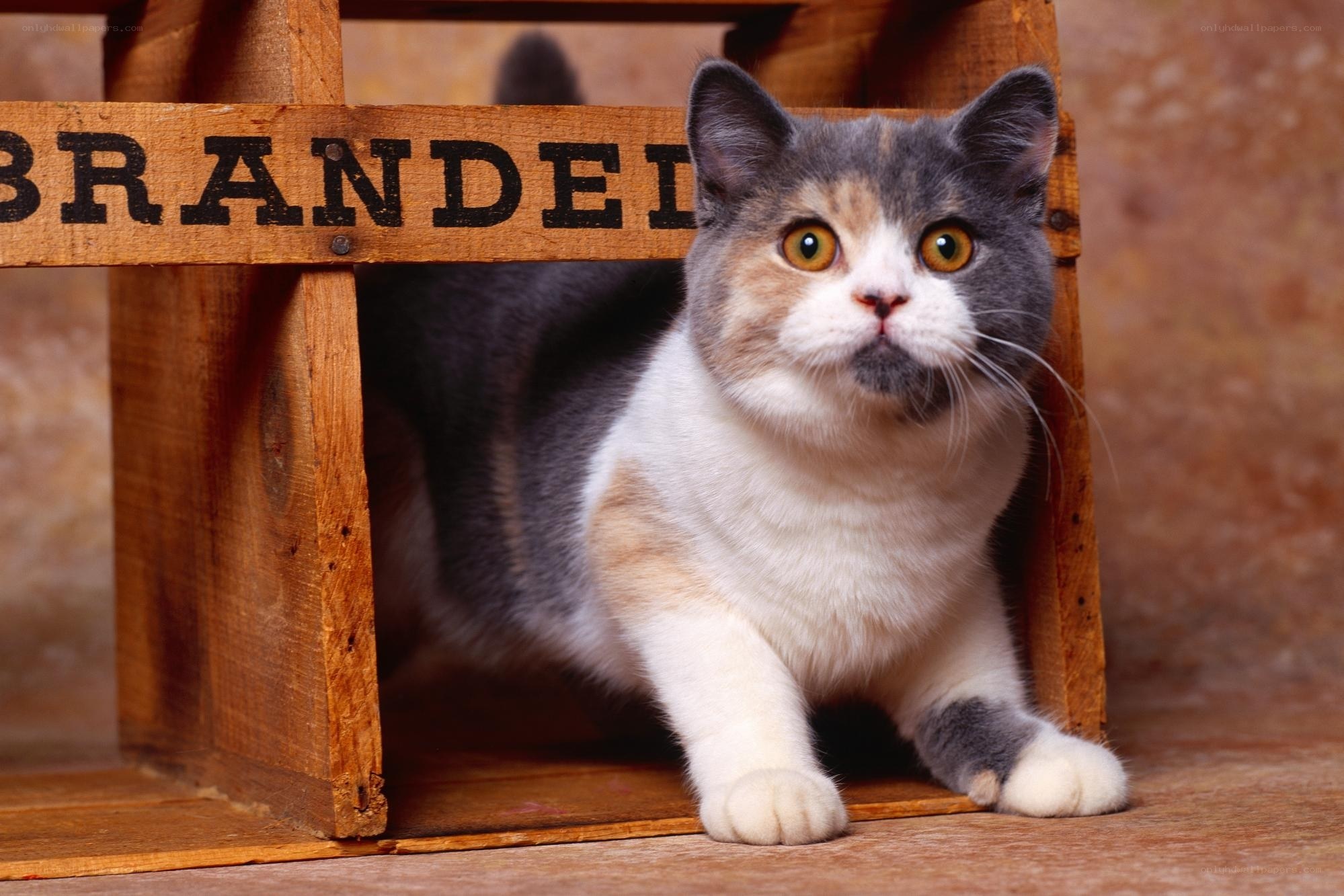 cat in wooden crate