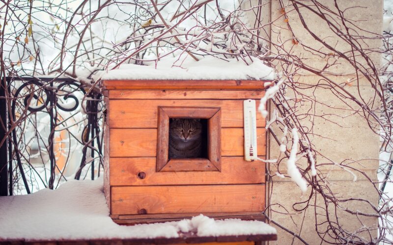 Cat in Wooden Shelter